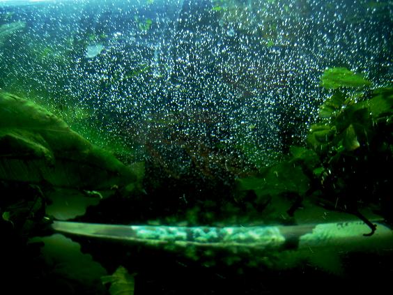 пузыри от фильтра в аквариуме